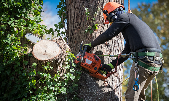 Tree removal NSW
